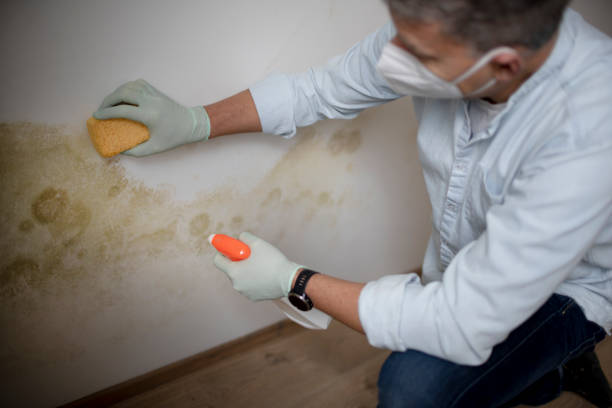 Best Industrial Mold Remediation in Hideaway, TX