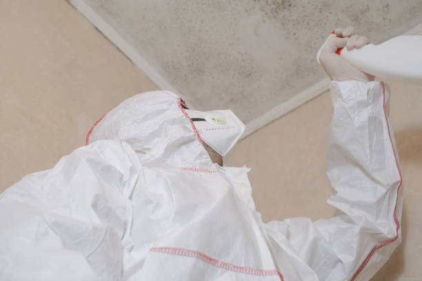 Best Attic Mold Remediation in Hideaway, TX