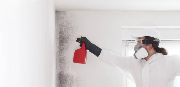 Professional Mold Remediation in Hideaway, TX