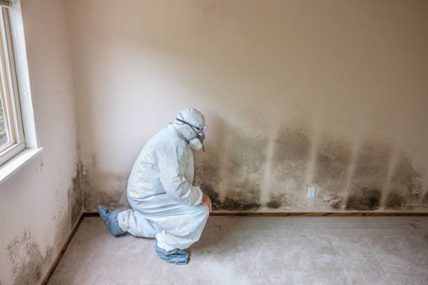 Best Commercial Mold Remediation in Hideaway, TX
