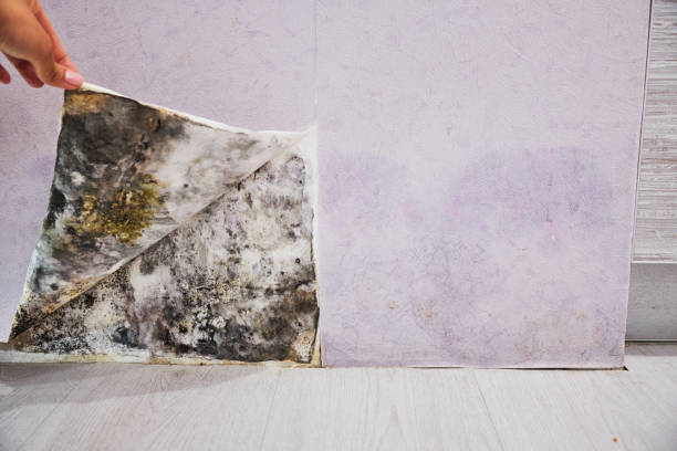 Best Kitchen Mold Remediation in Hideaway, TX